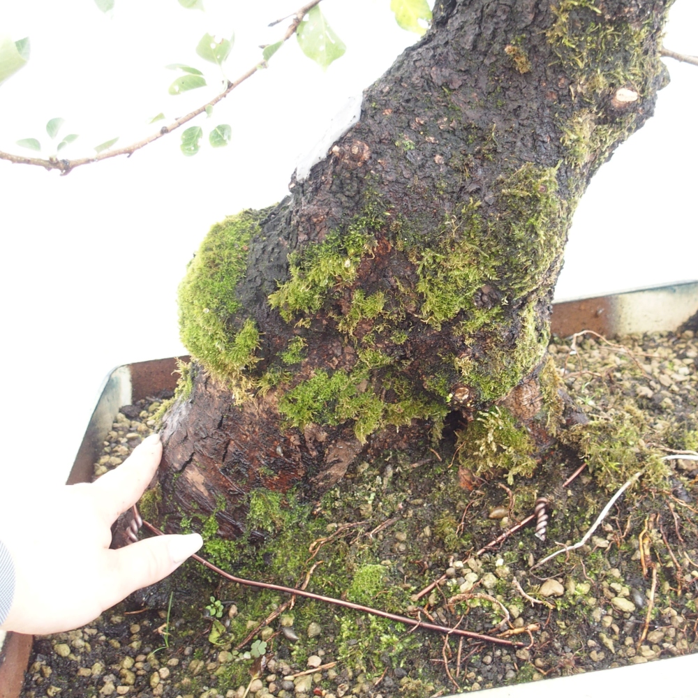 Vonkajšie bonsai - Mahalebka - Prunus mahalieb