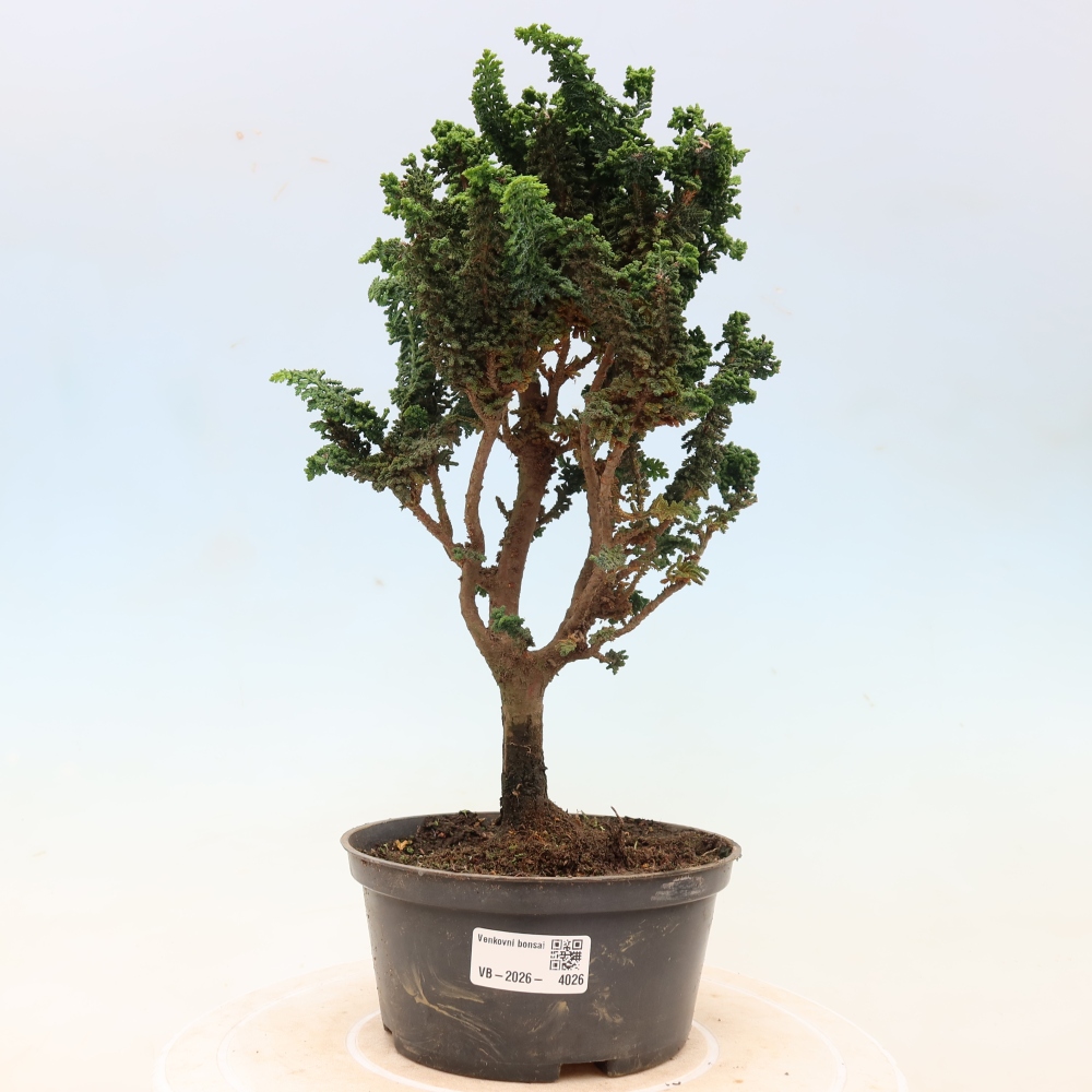 Vonkajší bonsaj - Cham. obtusa SEKKA HINOKI - Cypruštek