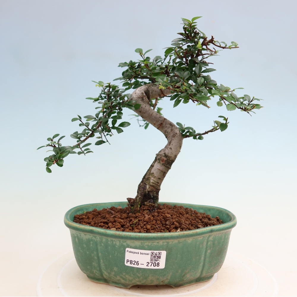 Izbový bonsaj - Ulmus parvifolia - brest malolistý