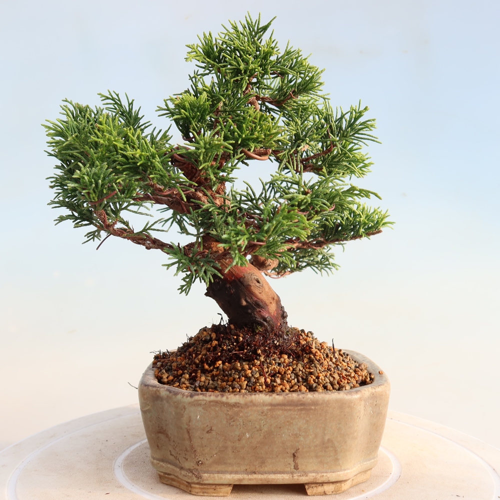Vonkajší bonsai - Juniperus chinensis Itoigawa -Jalovec čínsky