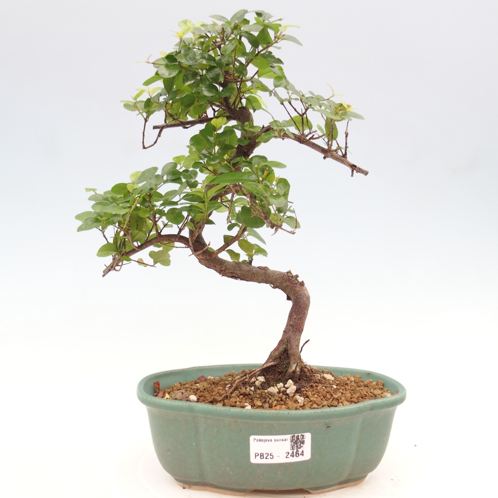 Izbová bonsai - Sagerécia thea - Sagerécia thea