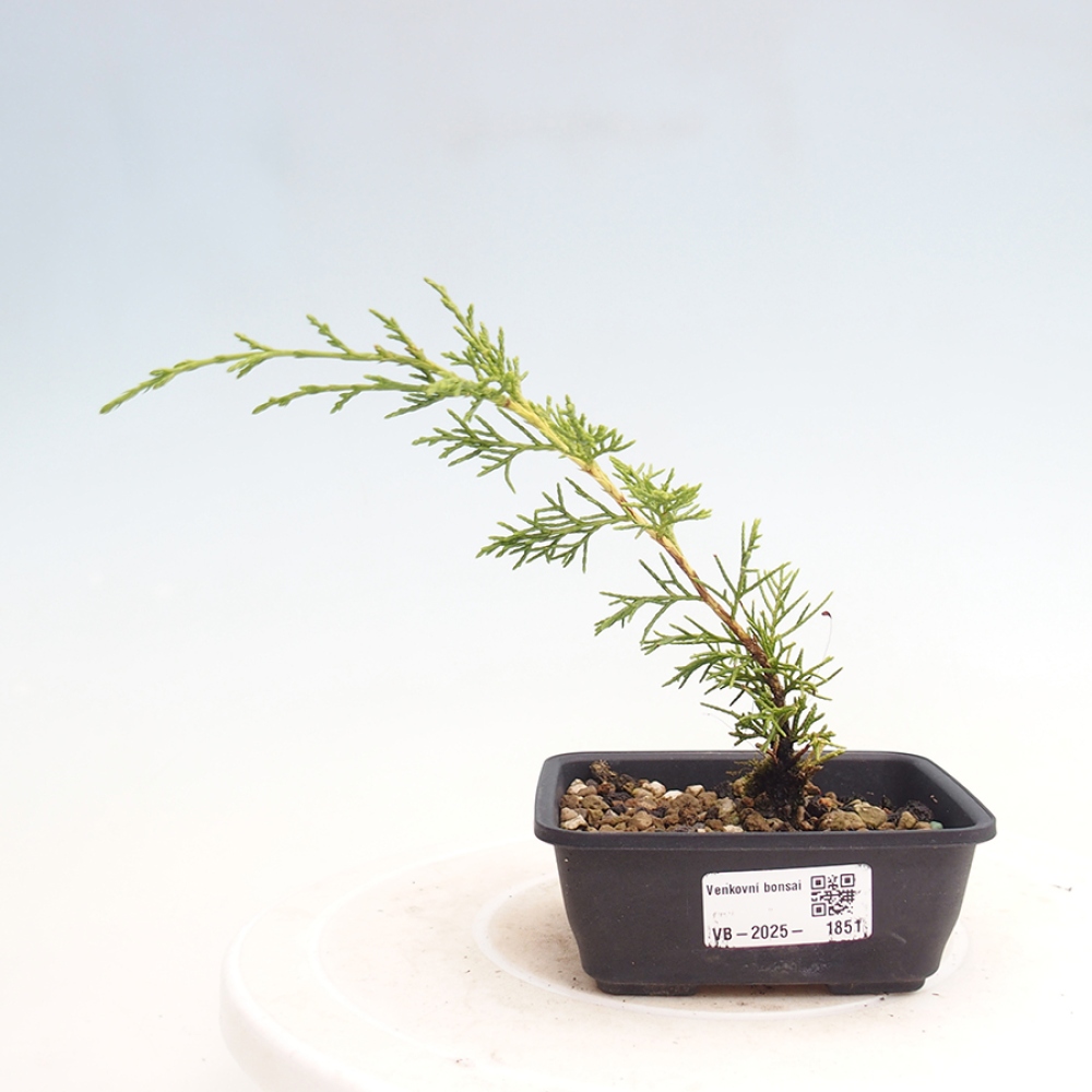 Vonkajší bonsai - Juniperus chinensis Itoigawa -Jalovec čínsky