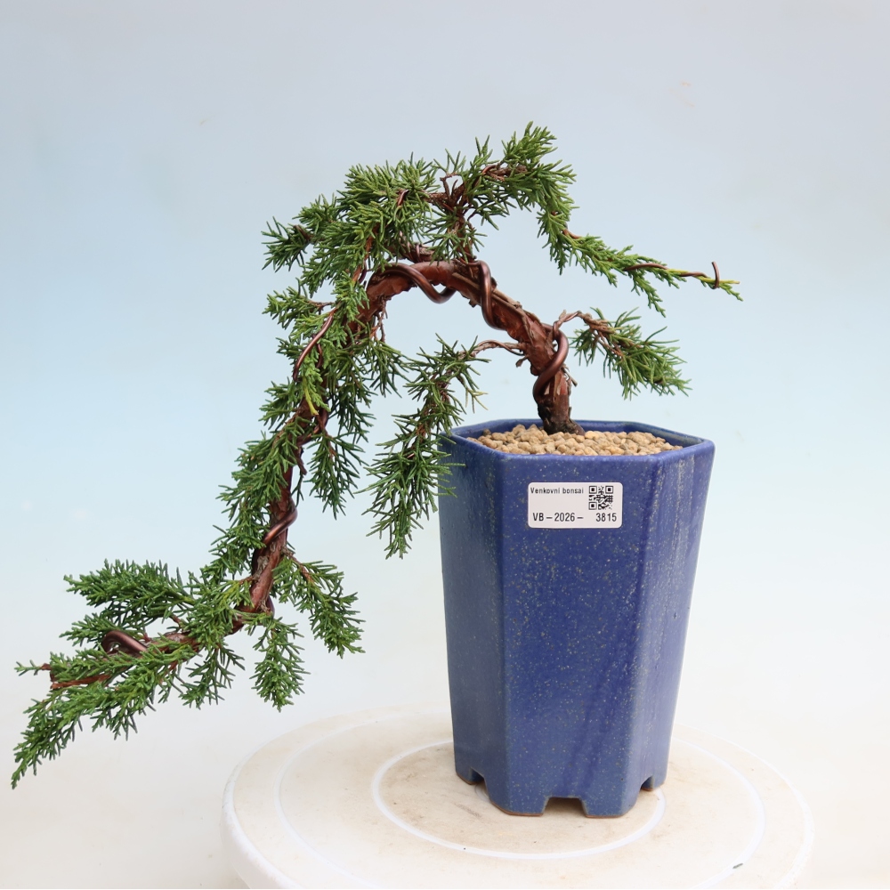 Vonkajší bonsaj - Juniperus chinensis Kishu