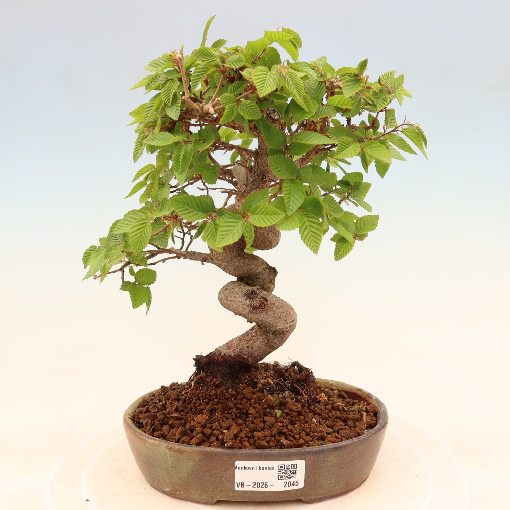 Vonkajší bonsaj -Carpinus coreana - Hrab kórejský