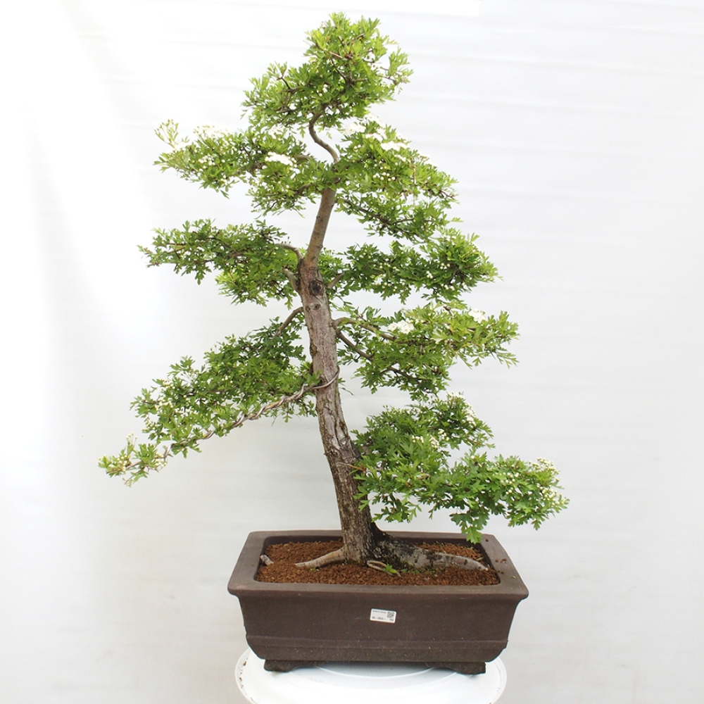 Vonkajší bonsai - Hloh - Crataegus monogyna