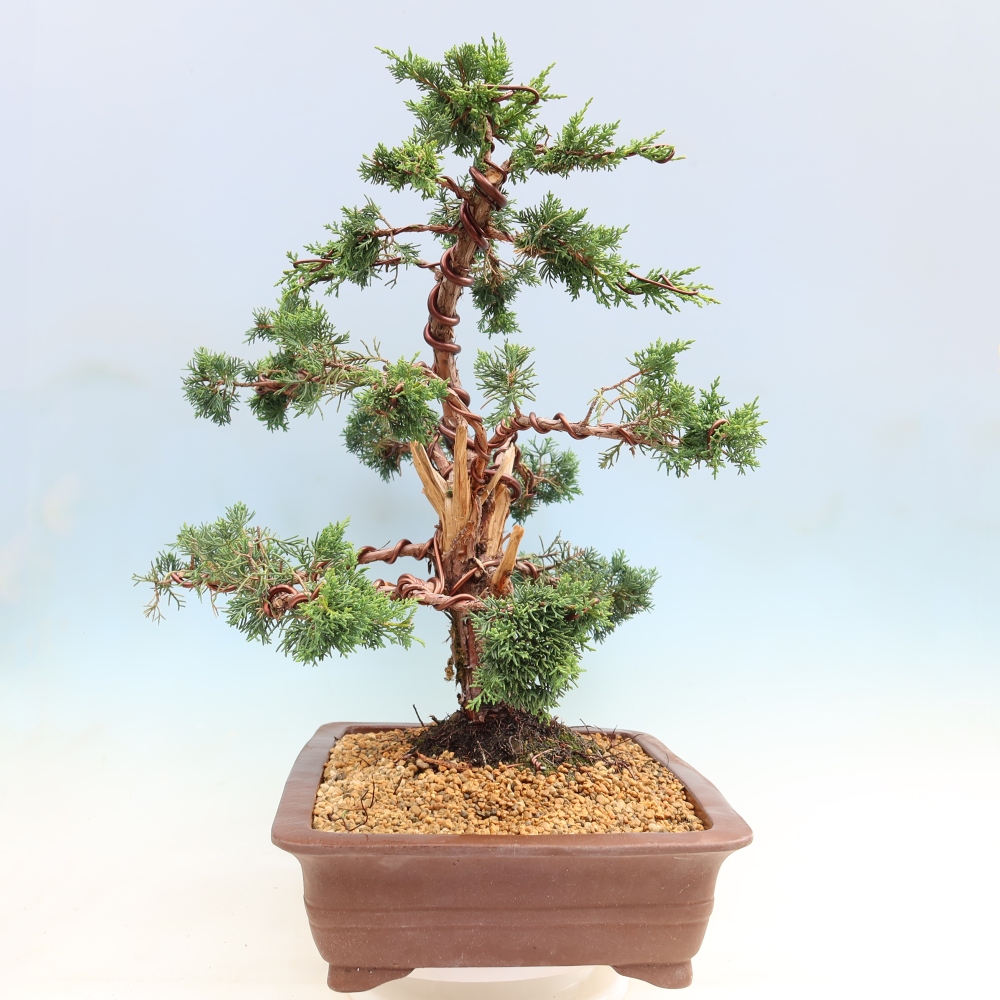 Vonkajší bonsaj - Juniperus chinensis Kishu