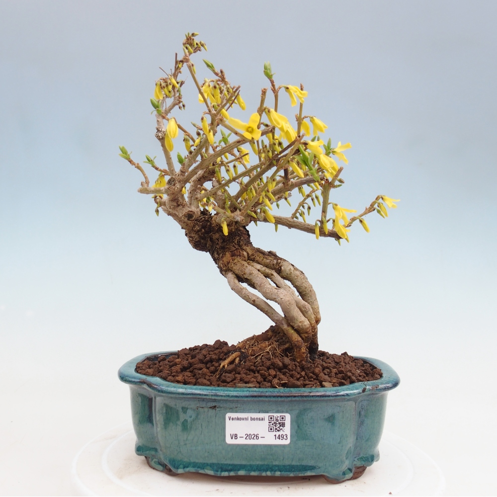Vonkajšie bonsaje - Zlatice - Forsythia koreana