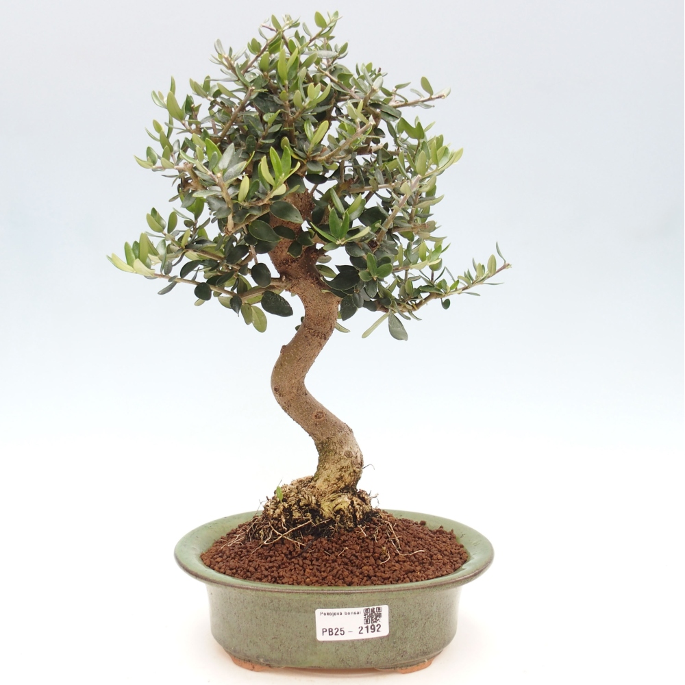 Izbová bonsai - Olea europaea sylvestris -Oliva evropská drobnolistá