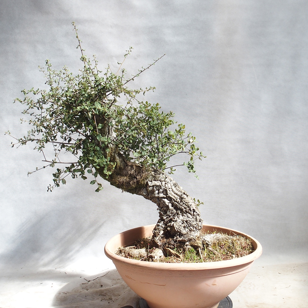 vonkajšie bonsai Quercus suber - Korkový dub