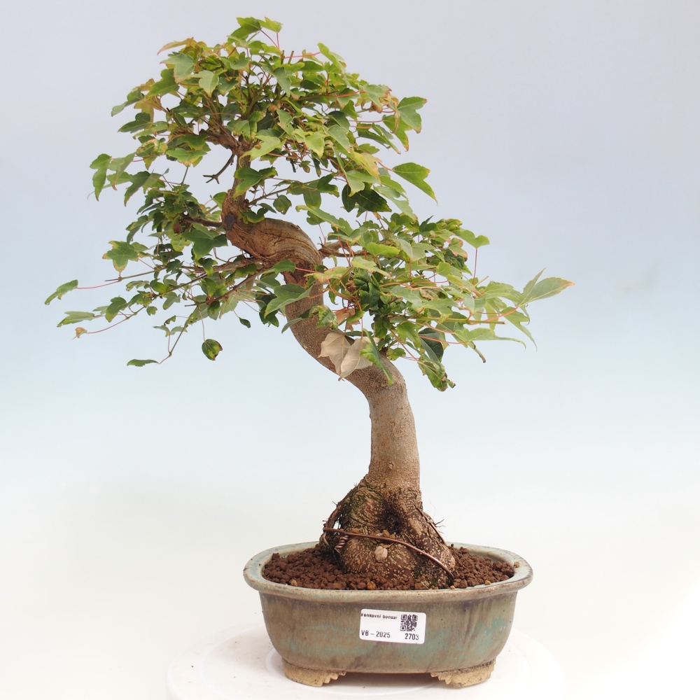 Vonkajšie bonsai - Javor Buergerianum - Javor Burgerův