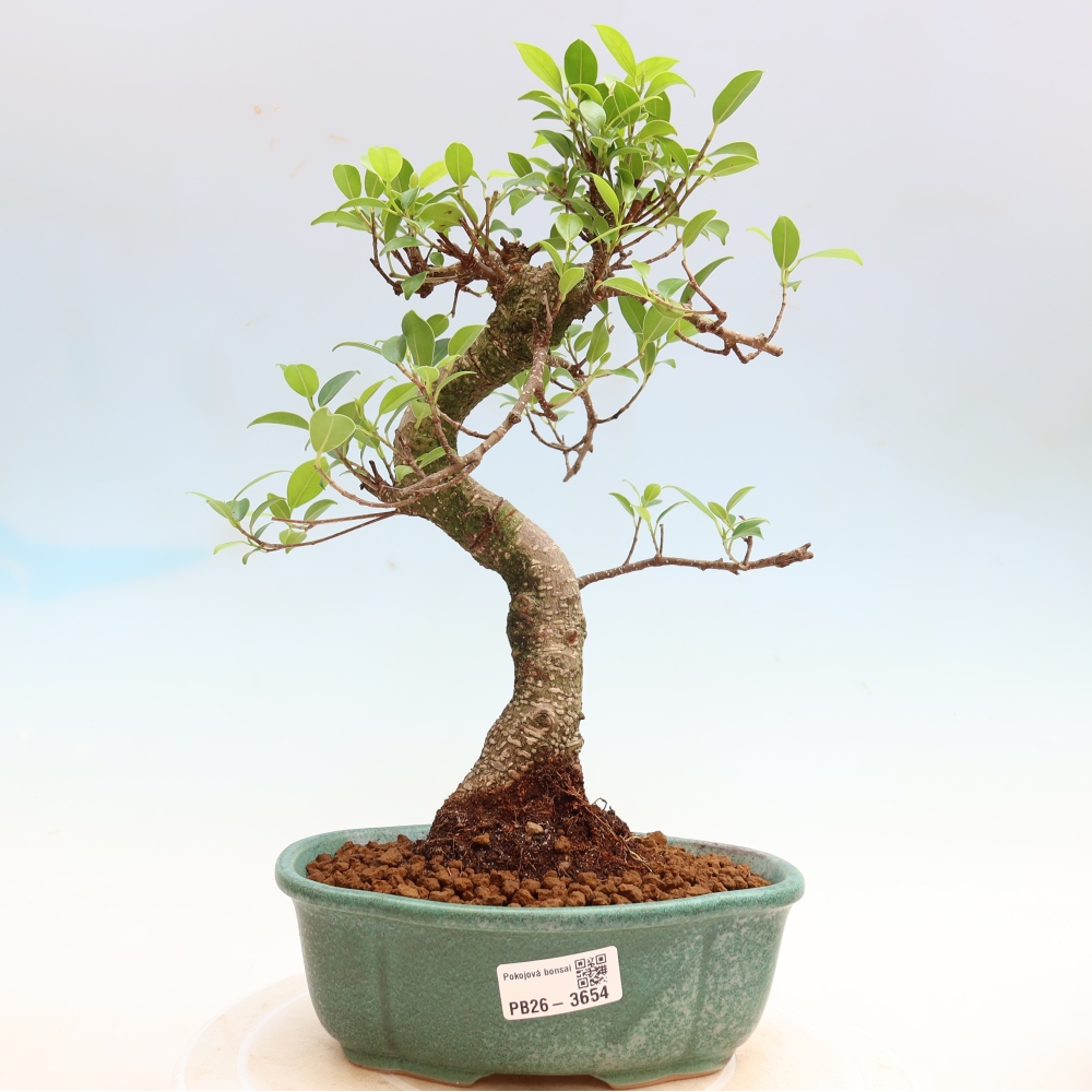 Izbové bonsaje - Ficus kimmen - drobnolistý fikus