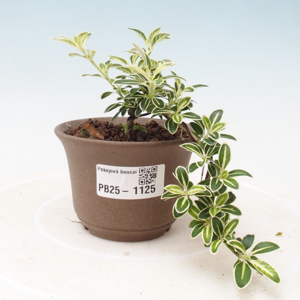 Izbová bonsai - Serissa foetida Variegata - Strom tisíce hviezd