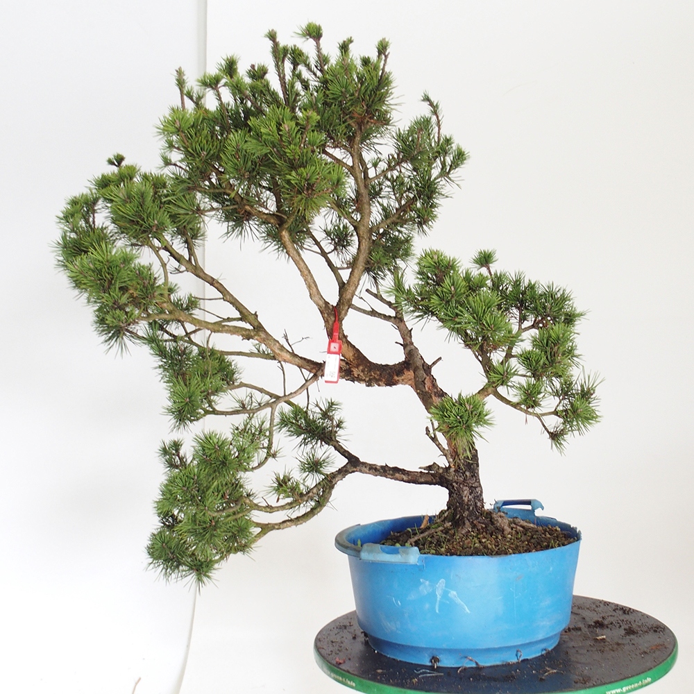 Yamadori - Pinus sylvestris Španielsko
