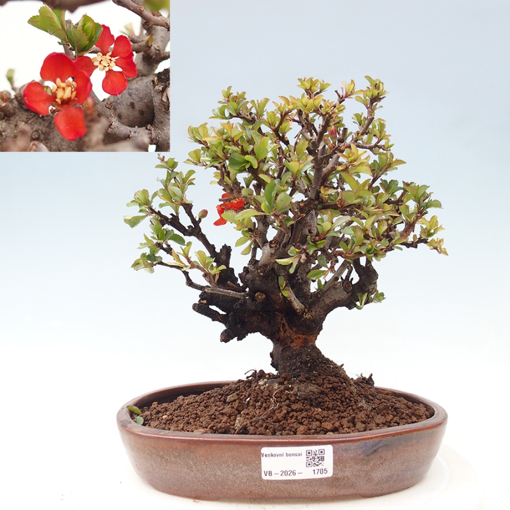Vonkajšie bonsaje - Chaneomeles speciosa - Kdoule