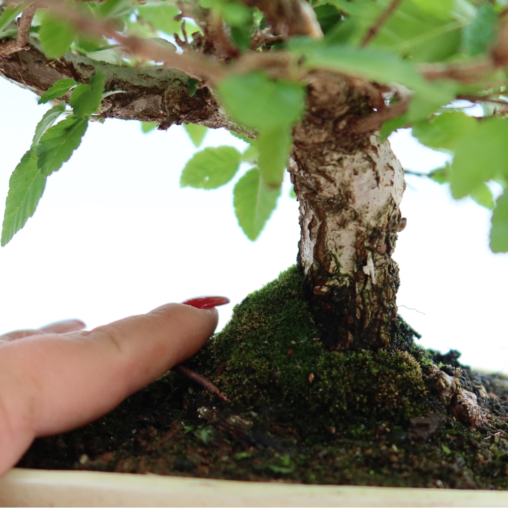Vonkajší bonsaj -Carpinus coreana - Hrab kórejský