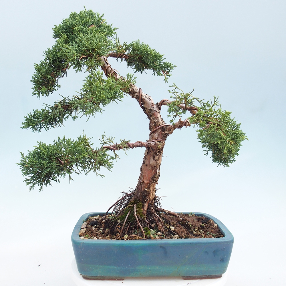 Vonkajšie bonsai - Juniperus chinensis Kishu -Jalovec čínsky