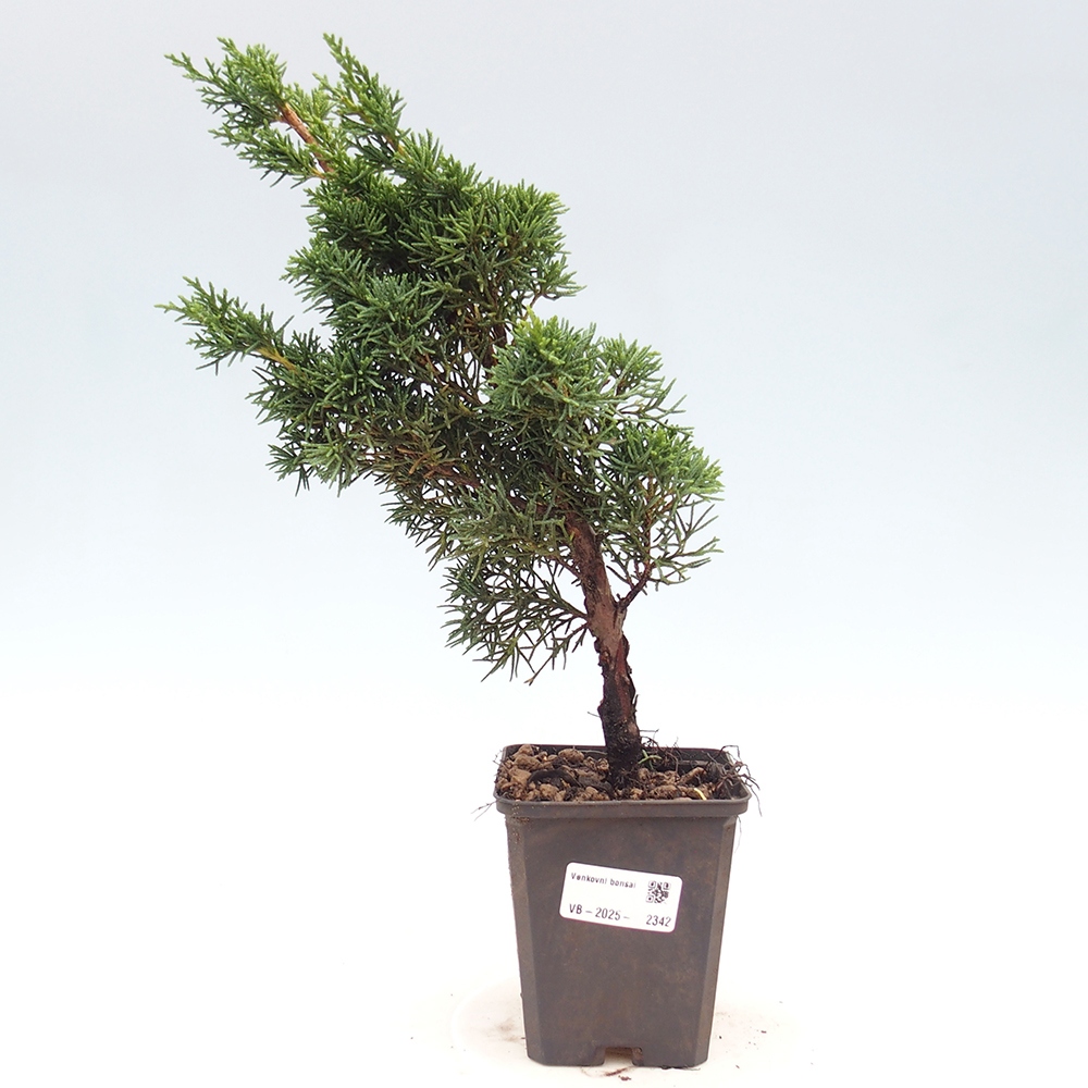 Vonkajšie bonsai - Juniperus chinensis Kishu -Jalovec čínsky