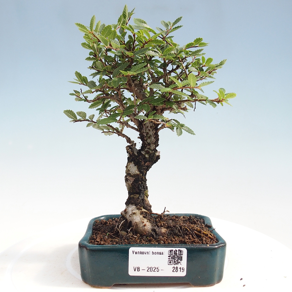 Vonkajšie bonsai - Zelkova - Zelkova Nirom