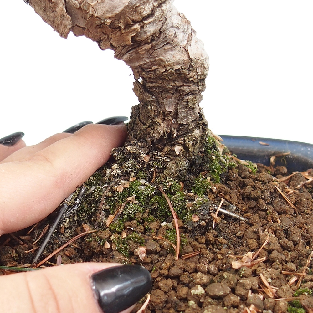 Vonkajšie bonsai - Pinus parviflora - Borovica drobnokvetá
