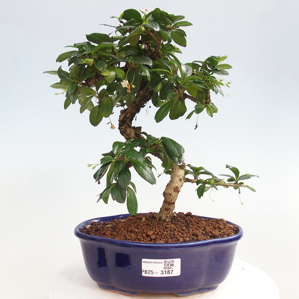 Izbová bonsai - Carmona macrophylla - Čaj fuki