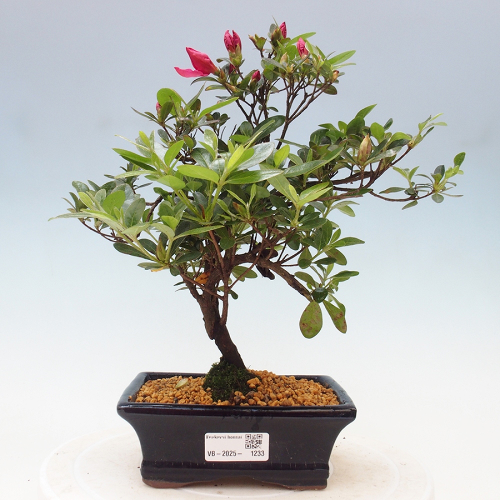 Vonkajší bonsai - Japonská azalka - Azalea sp.