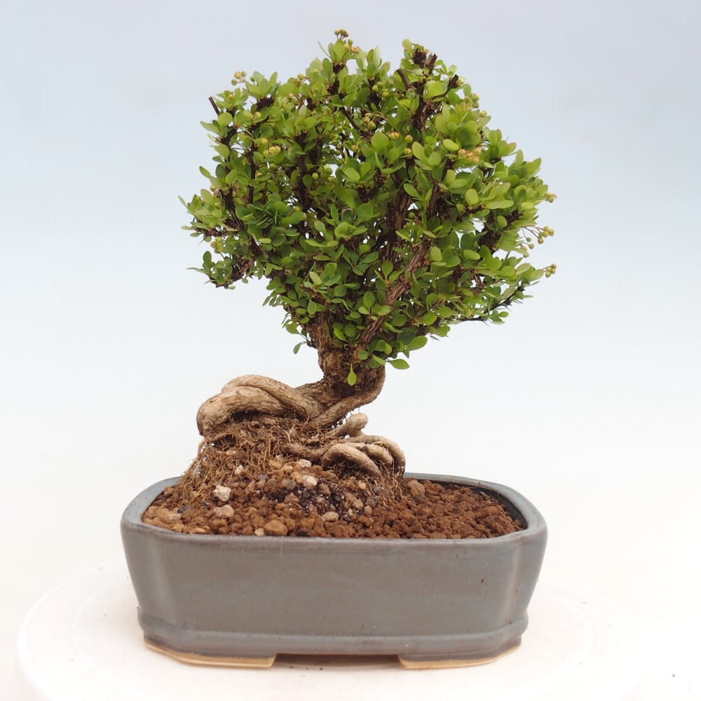 Vonkajšie bonsaje - Berberis coreana