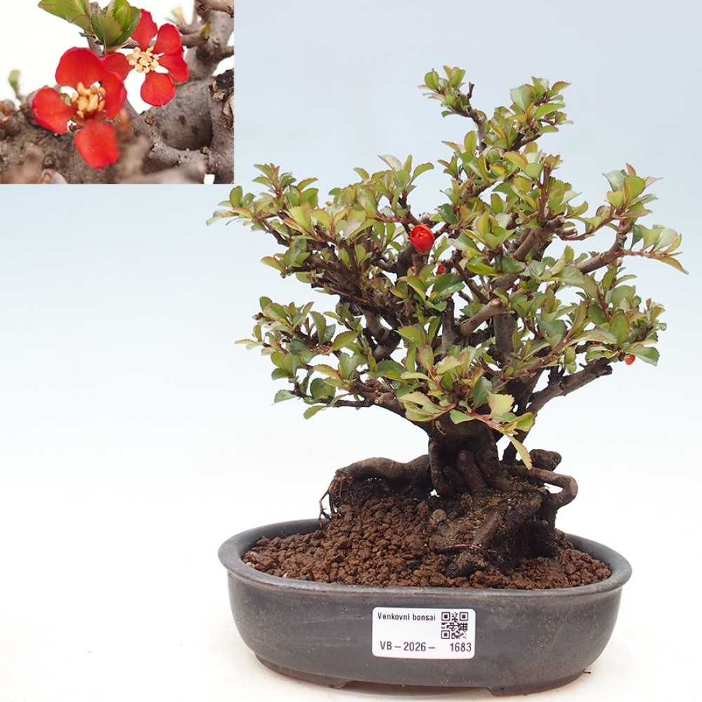 Vonkajšie bonsaje - Chaneomeles speciosa - Kdoule