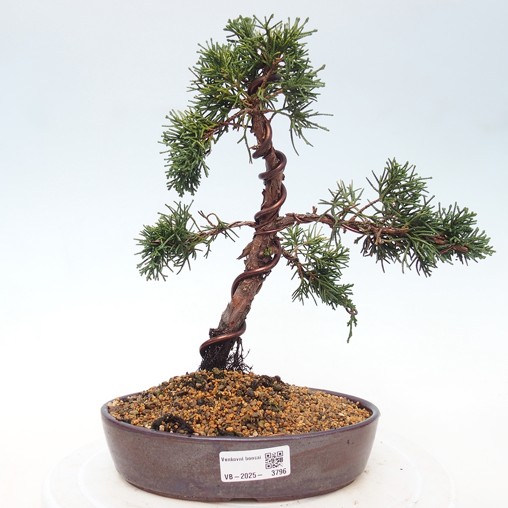 Vonkajší bonsaj - Juniperus chinensis Kishu
