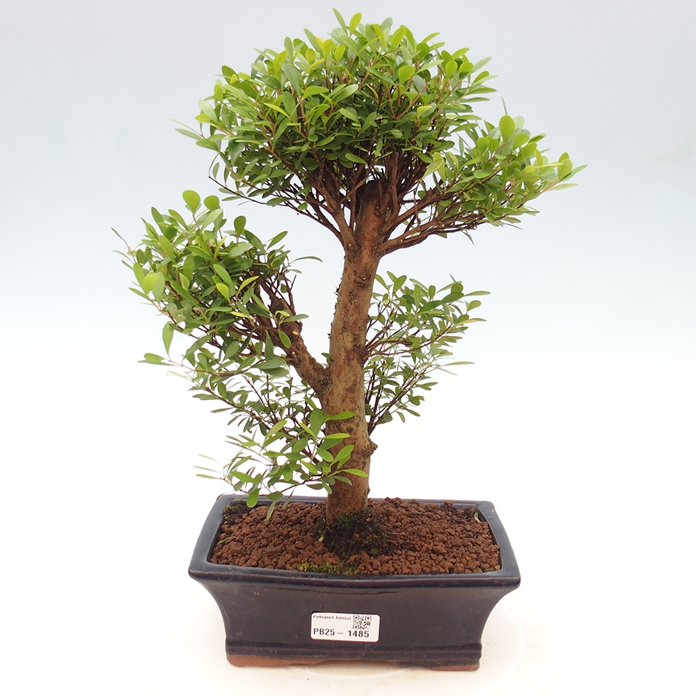 Izbová bonsai - Syzygium - pimentovníka