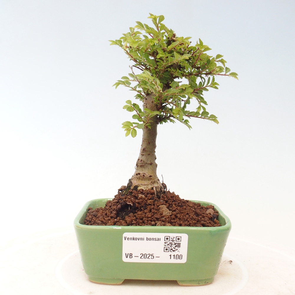 Vonkajší bonsai - Ulmus parvifolia Sagei - Malolistý brest