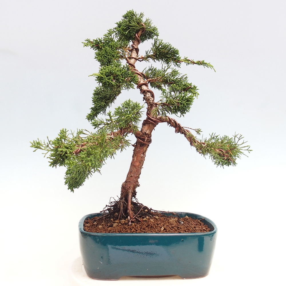 Vonkajšie bonsai - Juniperus chinensis Kishu -Jalovec čínsky