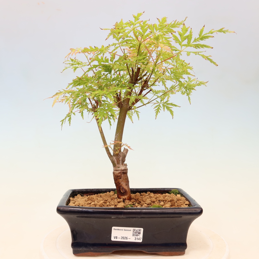 Vonkajší bonsai – Acer palmatum Dissectum – javor dlaňolistý 