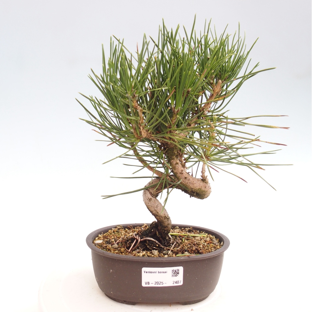 Vonkajší bonsai - Pinus thunbergii - Borovica thunbergova