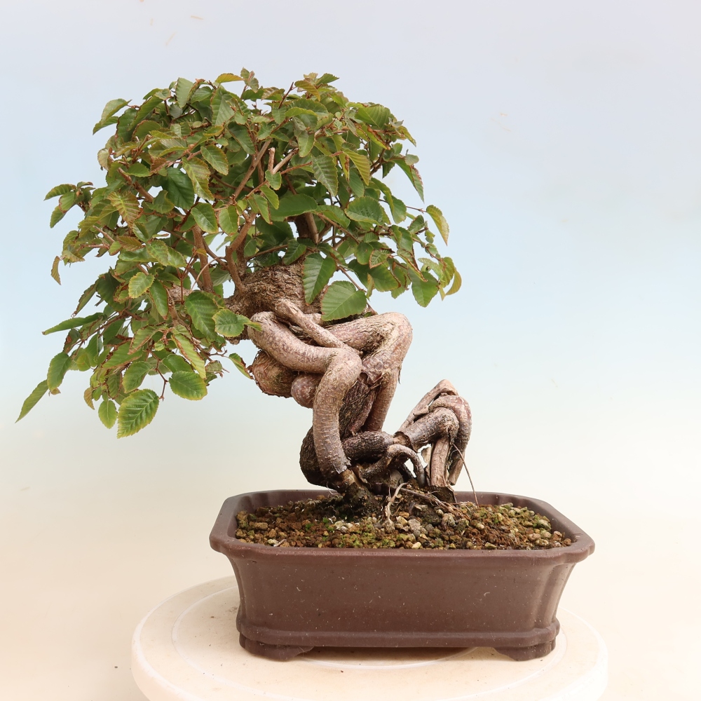 Vonkajšie bonsaje -Carpinus CARPINOIDES - Hrab kórejský