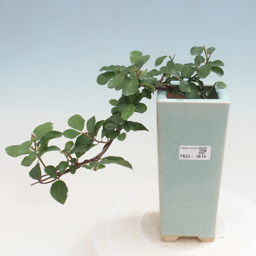 Izbová bonsai - Grewia occidentalis - Hviezdica levanduľová