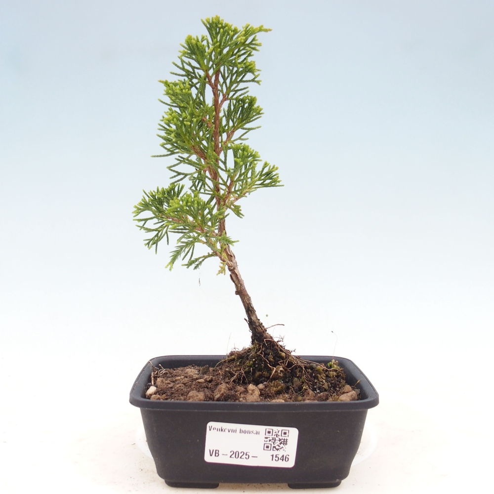Vonkajší bonsai - Juniperus chinensis Itoigawa -Jalovec čínsky