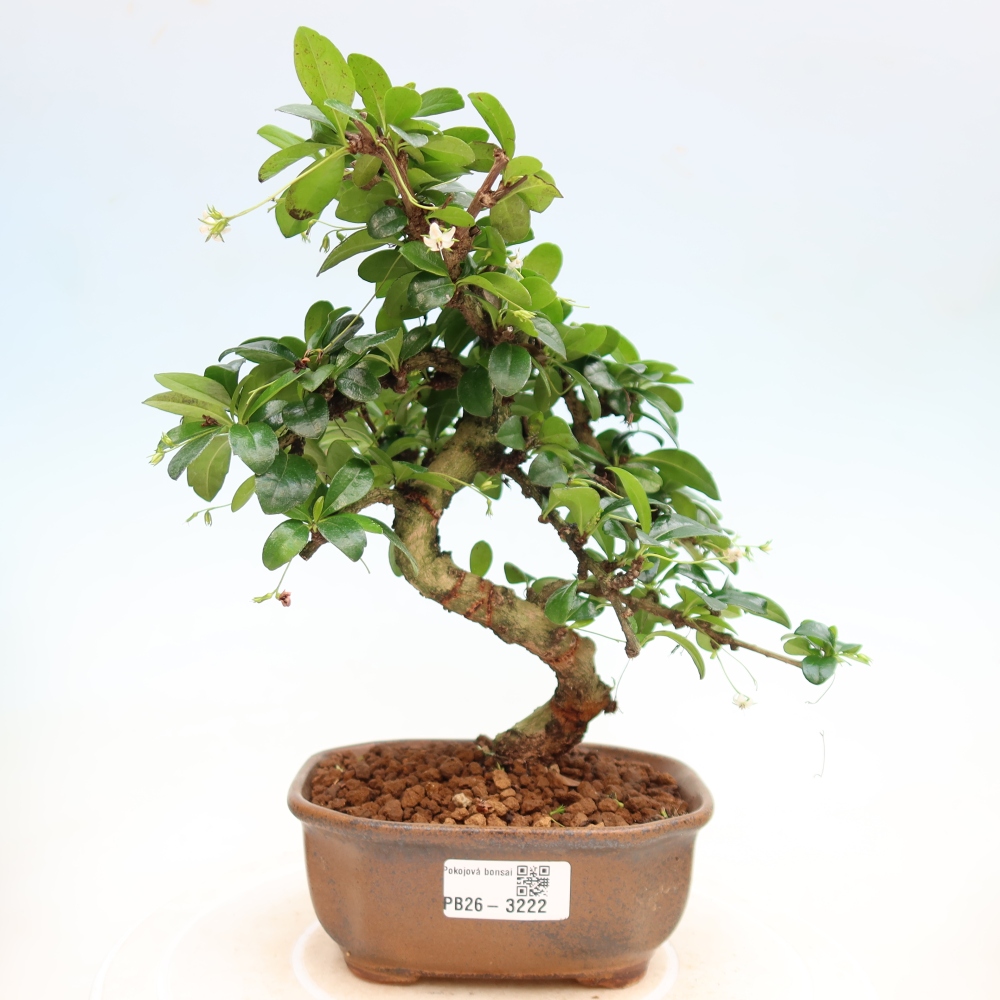 Izbové bonsaje - Carmona macrophylla - Tea fuki