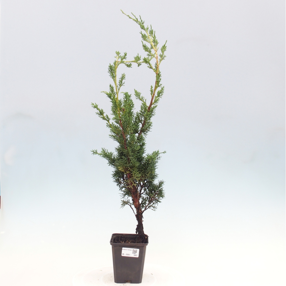 Vonkajší bonsaj - Juniperus chinensis Kishu