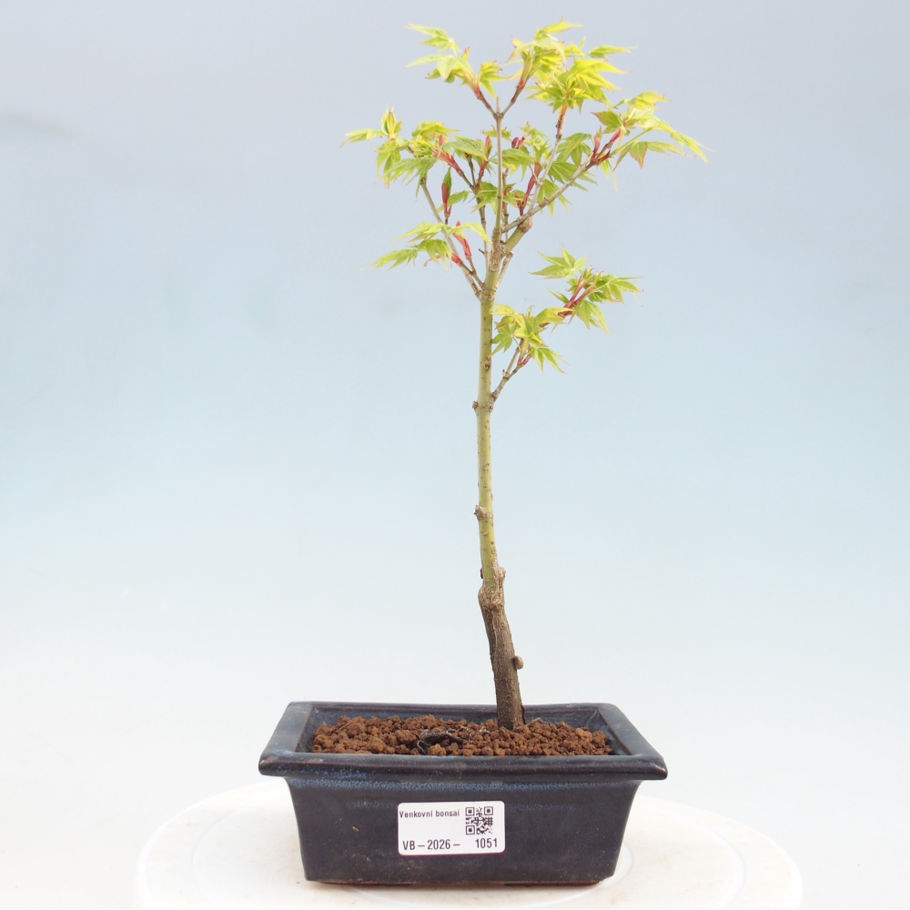 Acer palmatum Aureum - Zlatý javor