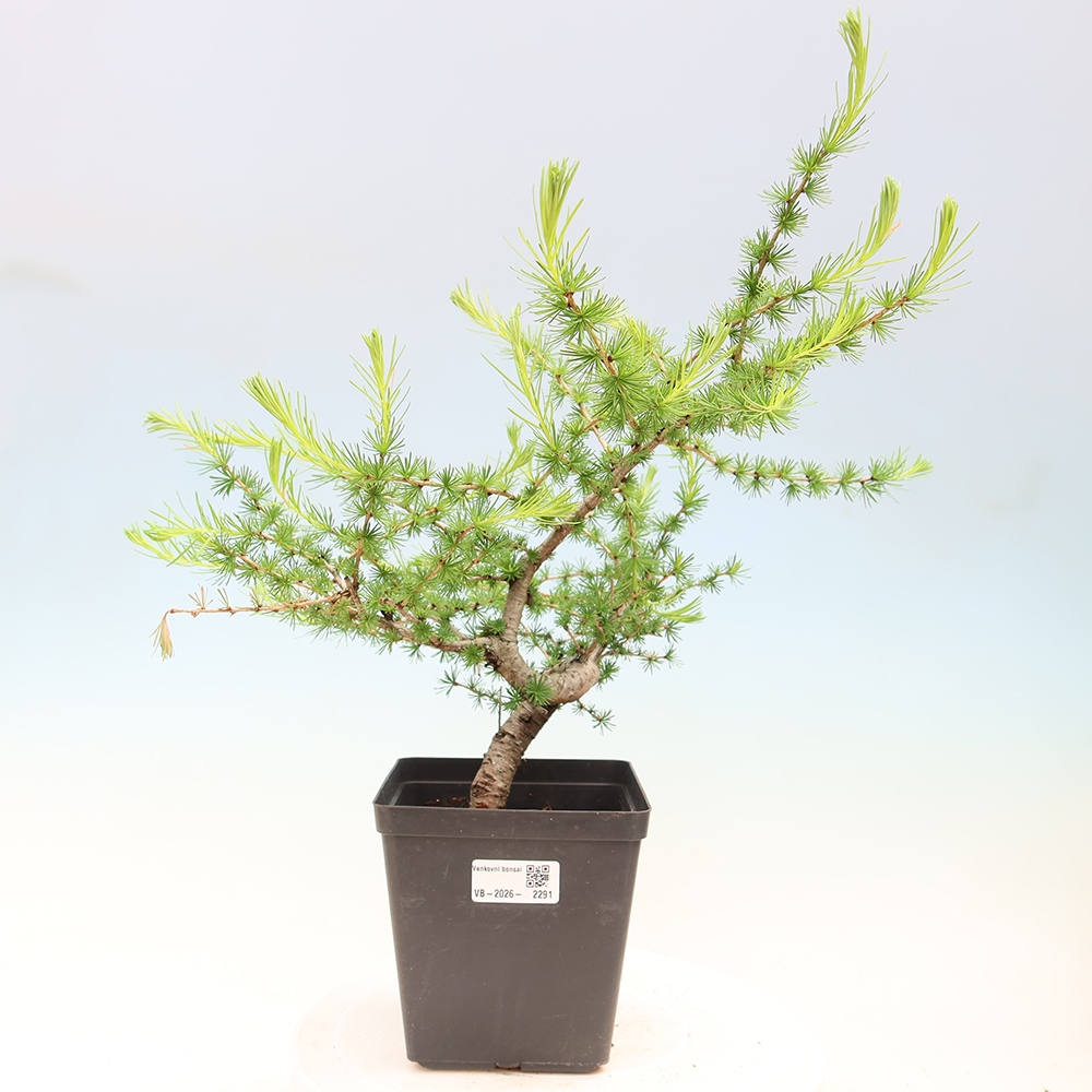 Vonkajšie bonsaje -Larix decidua - Smrekovec