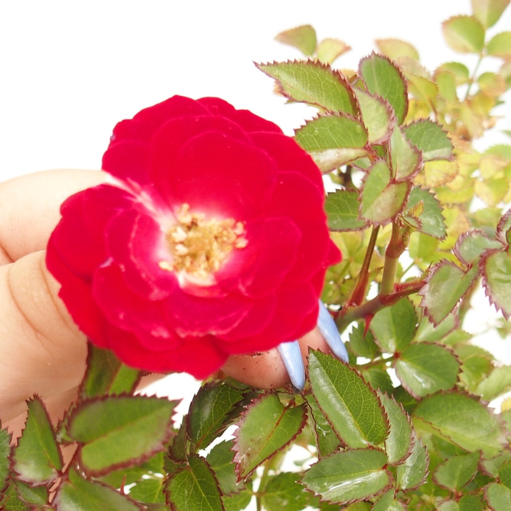 Vonkajší bonsai - Rosa Kordes - ruža