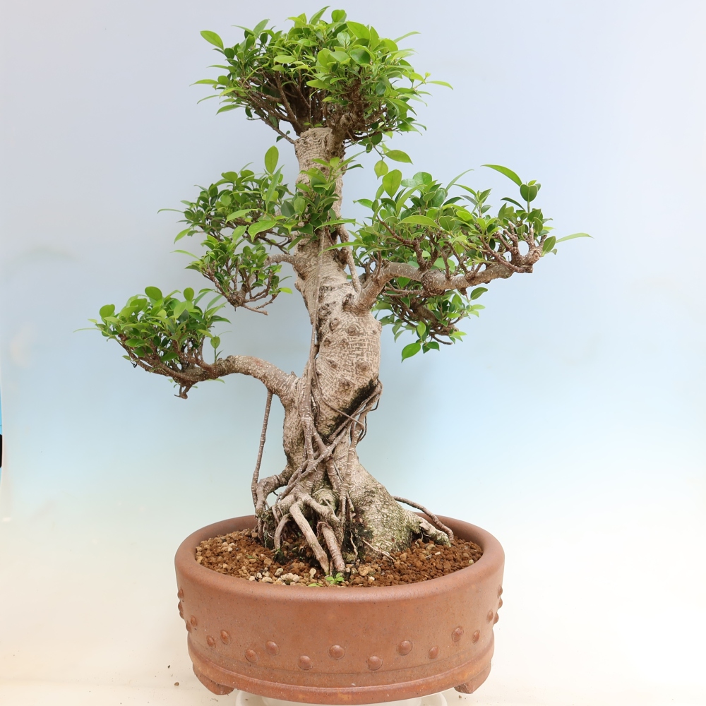 Izbové bonsaje - Ficus kimmen - drobnolistý fikus