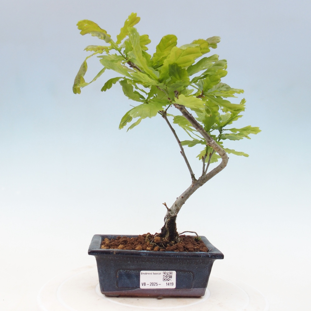 Vonkajšie bonsai - Quercus robur - Dub letný