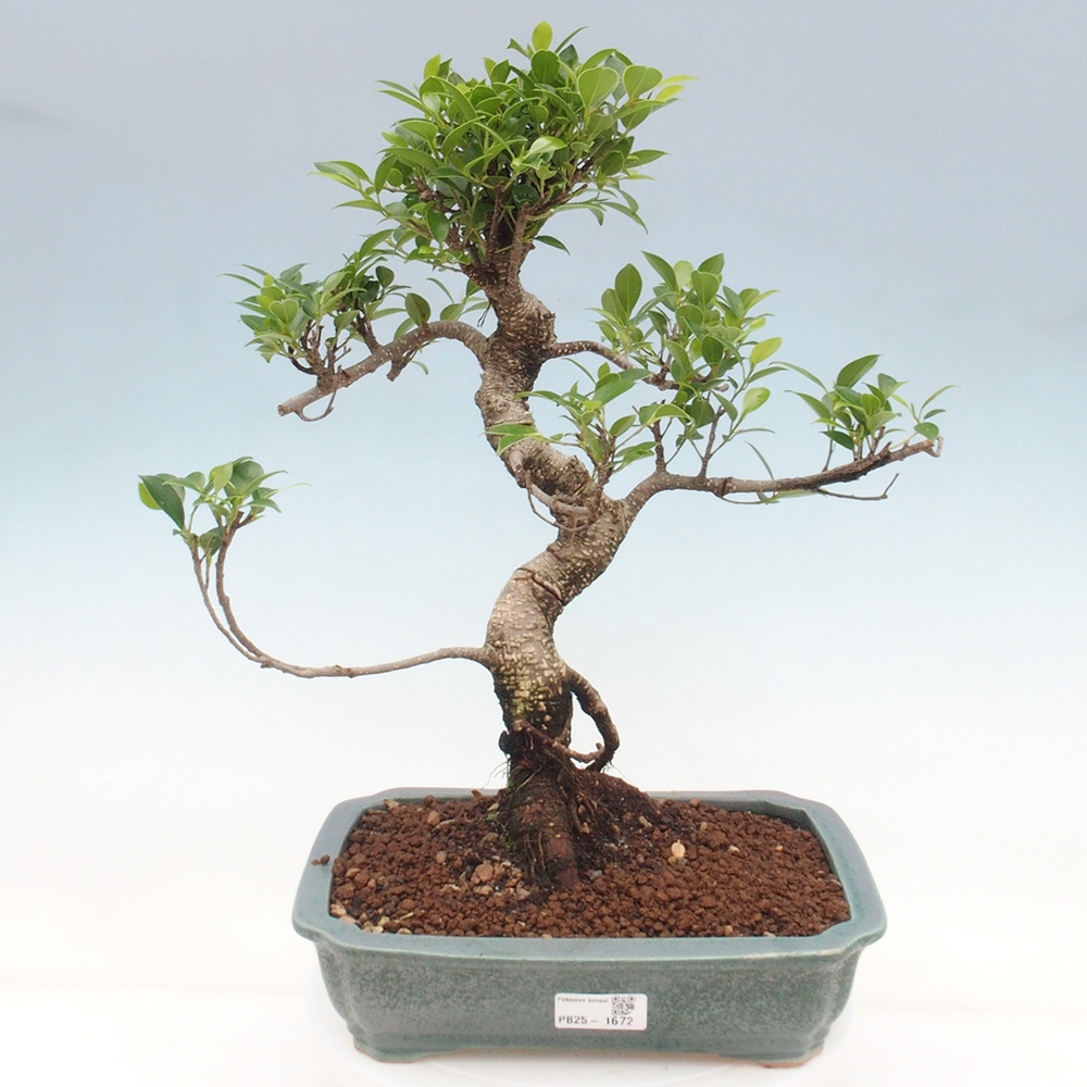 Izbová bonsai - Ficus kimmen - malolistý fikus
