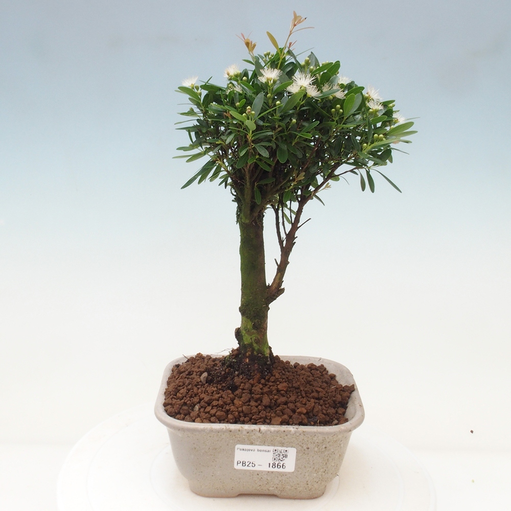 Izbová bonsai - Syzygium - pimentovníka
