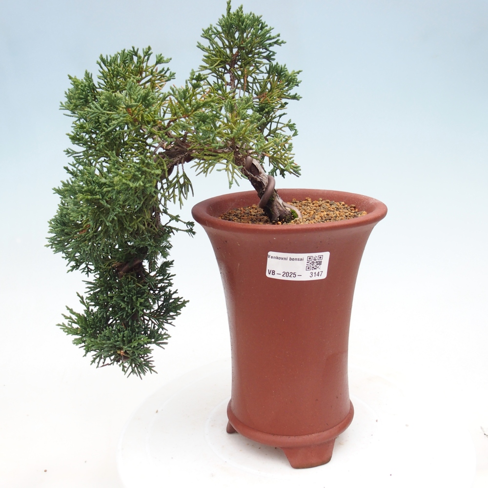Vonkajší bonsai - Juniperus chinensis Kishu -Jalovec čínsky