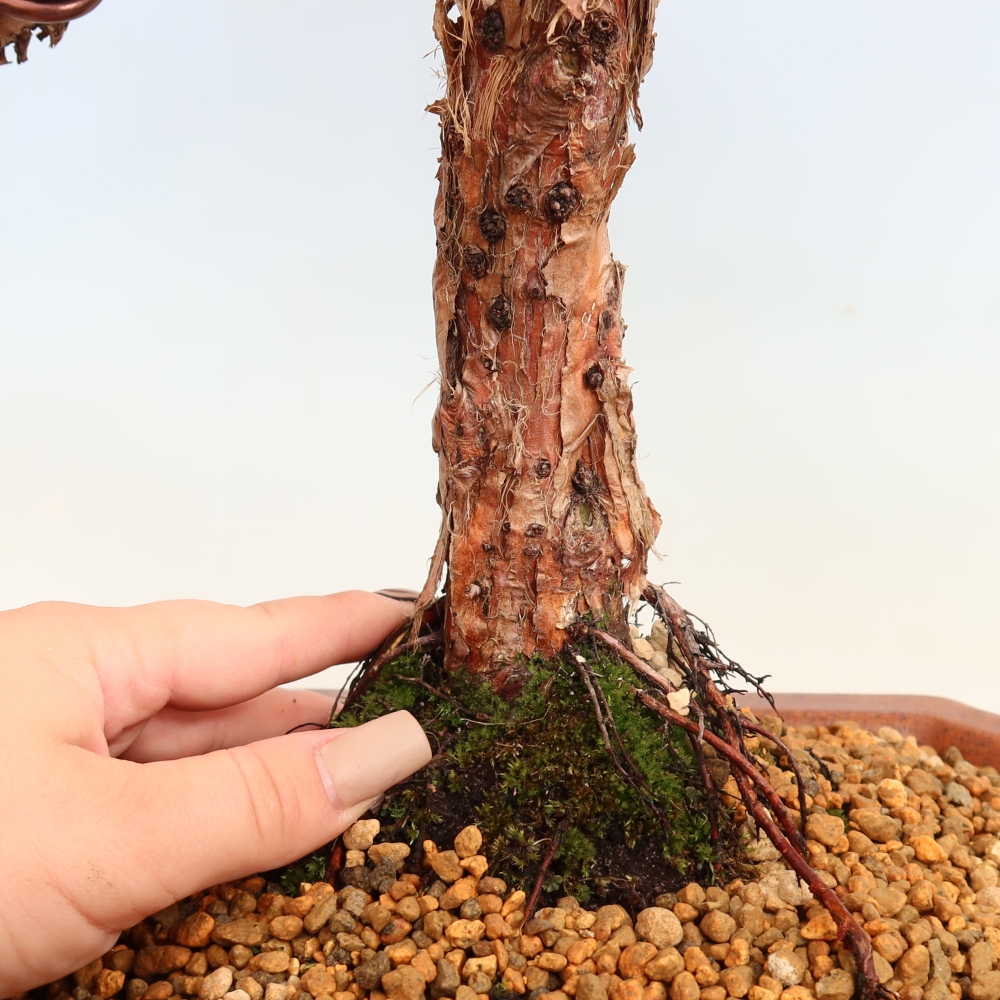 Vonkajší bonsaj - Juniperus chinensis Kishu