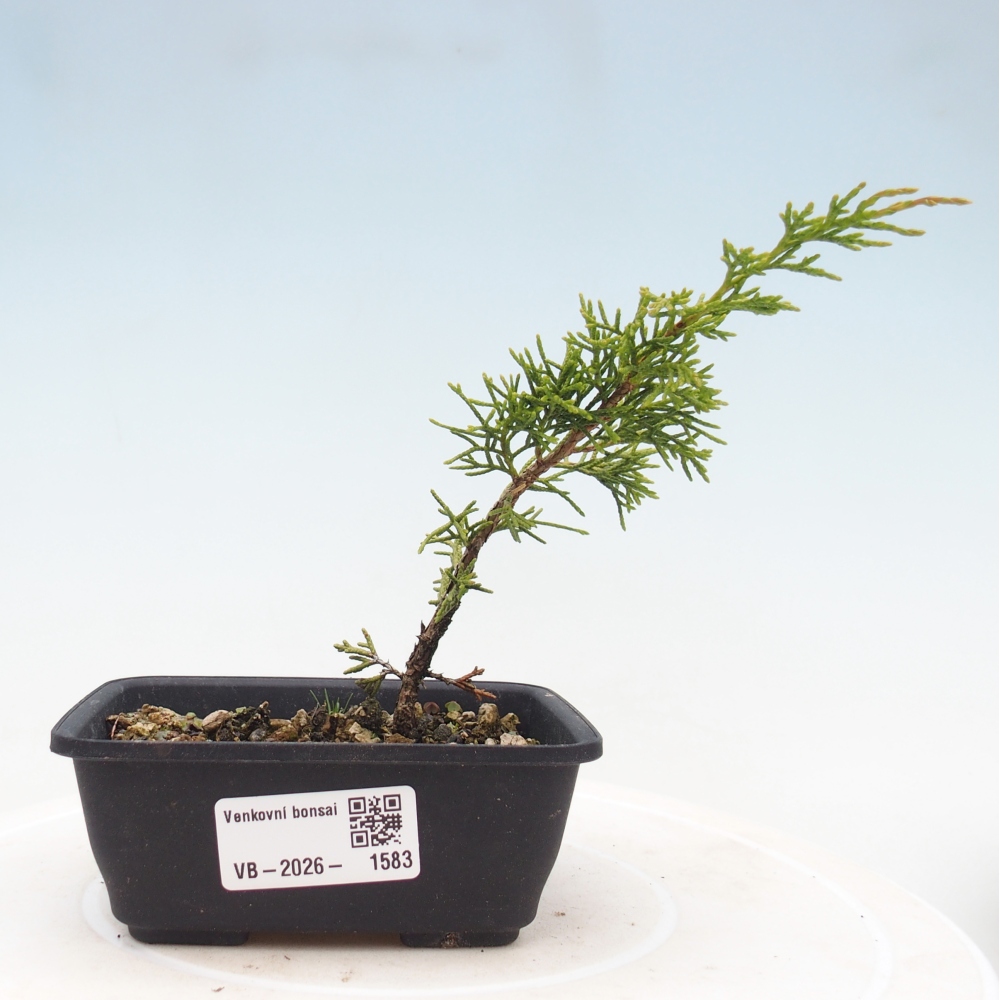 Vonkajší bonsaj - Juniperus chinensis Itoigawa