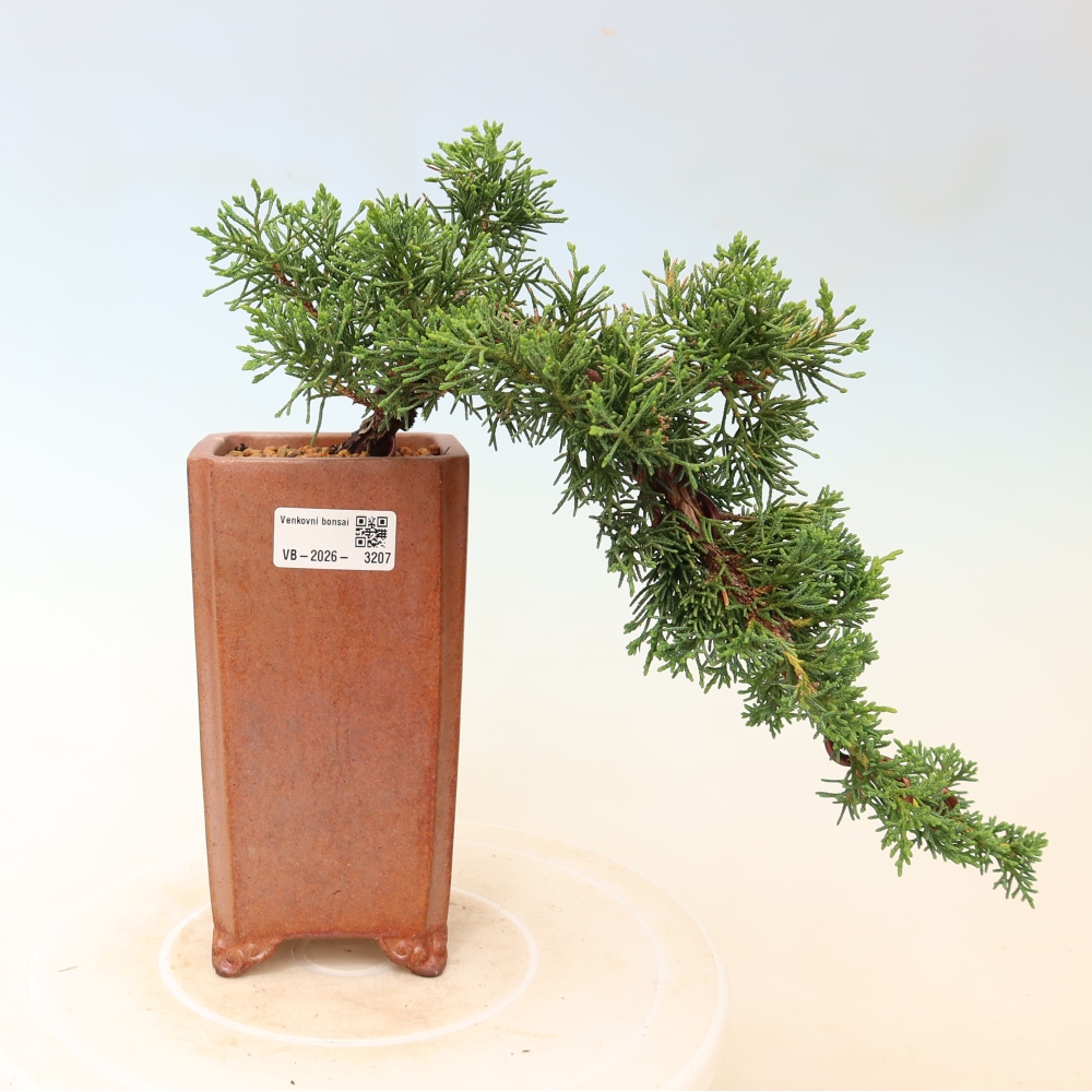 Vonkajší bonsaj - Juniperus chinensis Kishu