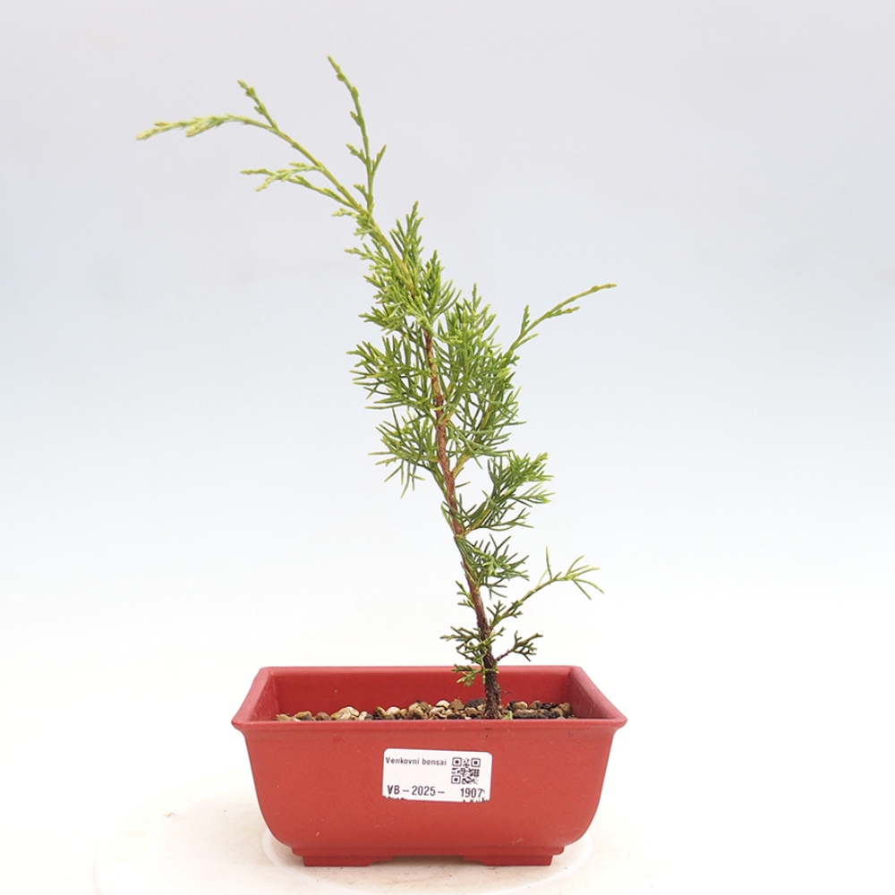 Vonkajší bonsai - Juniperus chinensis Itoigawa -Jalovec čínsky